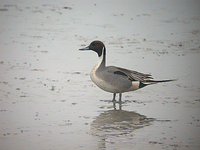 고방오리 Anas acuta acuta | pintail