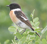 Siberian Stonechat