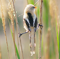 Bearded Tit