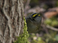 Goldcrest (Regulus regulus)