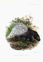 Joseph Smit Acanthochoerus gregii
