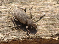 Tanymecus palliatus