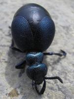 Meloe brevicollis