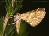Narraga fasciolaria