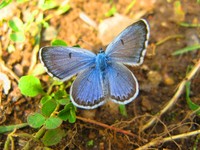 Pseudophilotes baton - Baton Blue
