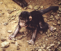 Gelada baboon (Theropithecus gelada)