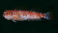 Stanulus seychellensis, Seychelles blenny: aquarium