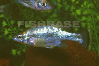 Ameca splendens, Butterfly splitfin: aquarium