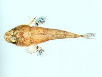 Onigocia macrolepis, Notched flathead: