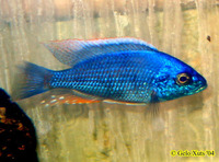 Copadichromis verduyni, : aquarium