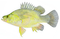 Macquaria ambigua, Golden perch: fisheries, aquaculture, gamefish
