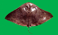 Aetoplatea zonura, Zonetail butterfly ray: fisheries
