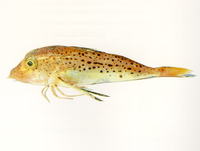 Pterygotrigla picta, Spotted gurnard: fisheries