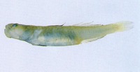 Chaenogobius macrognathos, :