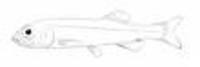 Bathytroctes oligolepis, :