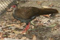 Jones' Silver Pheasant Lophura nycthemera jonesi