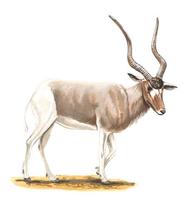 Image of: Addax nasomaculatus (addax)