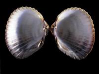 Cerastoderma glaucum - Lagoon cockle