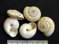 Marmorana signata var. strigata