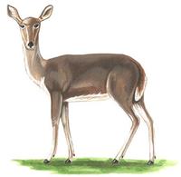 Image of: Redunca arundinum (southern reedbuck)