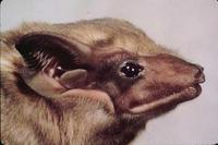 Image of: Taphozous philippinensis (Philippine tomb bat)