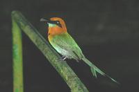 Electron platyrhynchum - Broad-billed Motmot