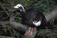 Pipile pipile - Trinidad Piping-Guan