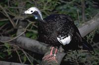 Pipile pipile - Trinidad Piping-Guan