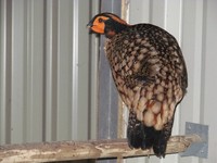 Tragopan caboti - Cabot's Tragopan