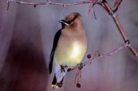 Bombycilla cedrorum - Cedar Waxwing