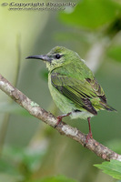 Cyanerpes cyaneus - Red-legged Honeycreeper