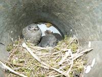 Phoenicurus ochruros - Black Redstart