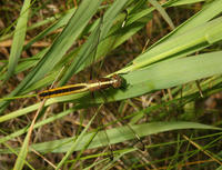 Image of: Libellula cyanea