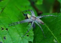 Image of: Philodromus