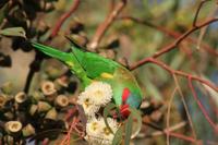 Glossopsitta concinna - Musk Lorikeet