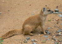 Cynictis penicillata - Yellow Mongoose