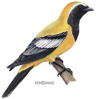 Image of: Campochaera sloetii (golden cuckoo-shrike)