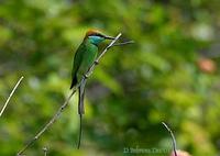 Image of: Merops viridis (blue-throated bee-eater)