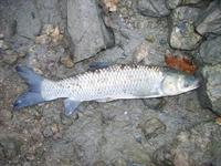 Ctenopharyngodon idella - grass carp