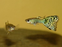 Poecilia reticulata - Barbados Millions