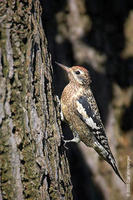 Image of: Sphyrapicus varius (yellow-bellied sapsucker)