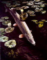Image of: Esox lucius (northern pike)