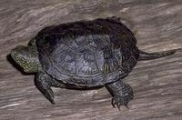 Image of: Emys orbicularis (European pond turtle)