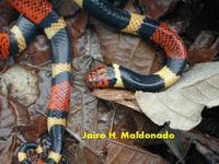 Image of: Micrurus surinamensis