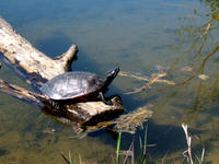 Image of: Pseudemys rubriventris (American red-bellied turtle)