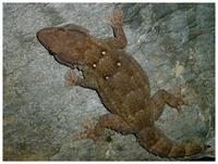 Tarentola annularis - Ringed Wall Gecko