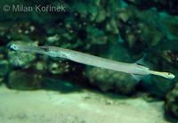 Aulostomus chinensis - Chinese Trumpetfish