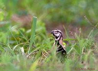 Rain Quail - Coturnix coromandelica