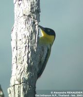 Black-headed Woodpecker - Picus erythropygius