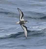 Mottled Petrel - Pterodroma inexpectata